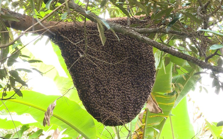 Tổ ong rừng cực “khủng” diện tích gần 1m² trong vườn dừa