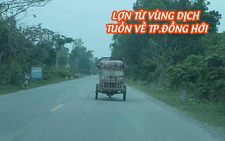 Lợn từ vùng dịch tuồn về TP.Đồng Hới