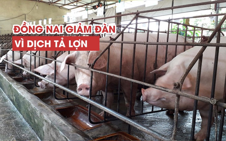 “Thủ phủ heo” Đồng Nai cắn răng giảm đàn vì dịch tả lợn châu Phi