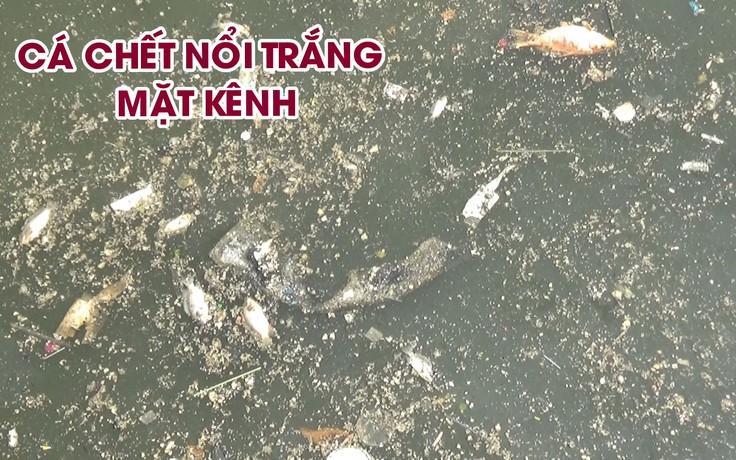 Cá ở kênh Nhiêu Lộc - Thị Nghè chết sau cơn mưa đầu mùa