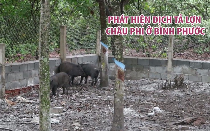 Phát hiện đàn heo 7 con ở Bình Phước mắc bệnh tả lợn châu Phi