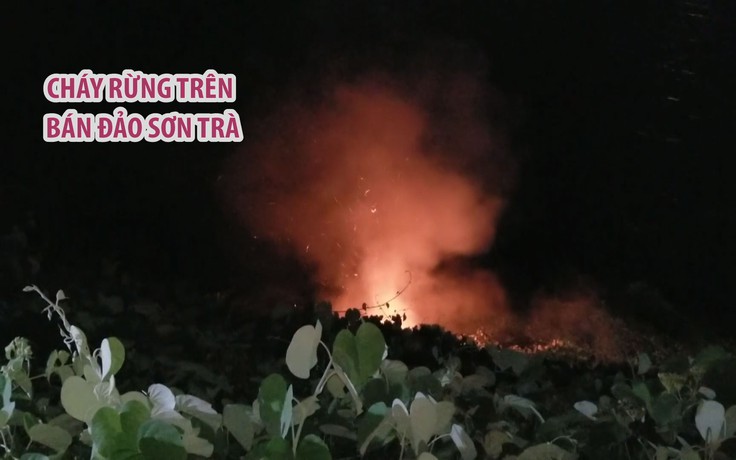 Bất ngờ với nguyên nhân cháy rừng trên bán đảo Sơn Trà: Do du khách nấu nướng