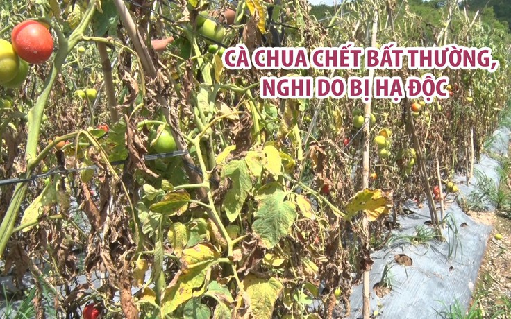 Vườn cà chua chết bất thường, nghi do bị hạ độc nguồn nước