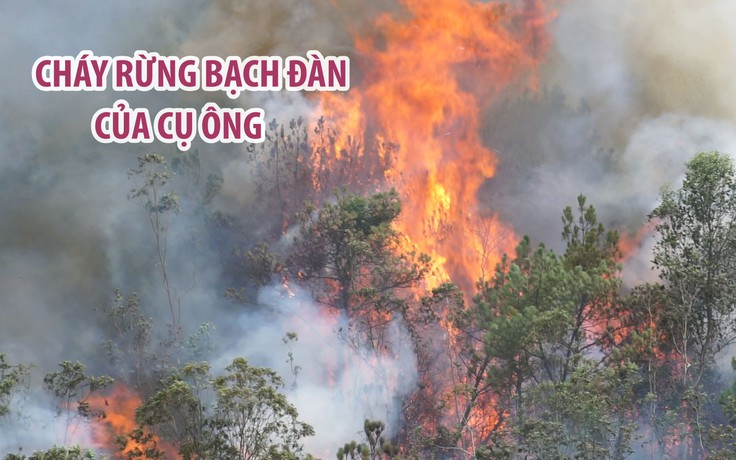 Hàng trăm người cứu đám cháy rừng bạch đàn của cụ ông Đà Nẵng