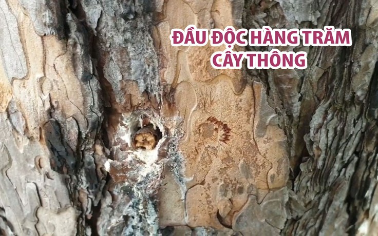 Lại một vụ đầu độc hàng trăm cây thông ở Lâm Đồng