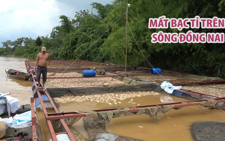 Xót xa dân nuôi cá mất bạc tỉ trên sông Đồng Nai ngày thủy điện xả lũ