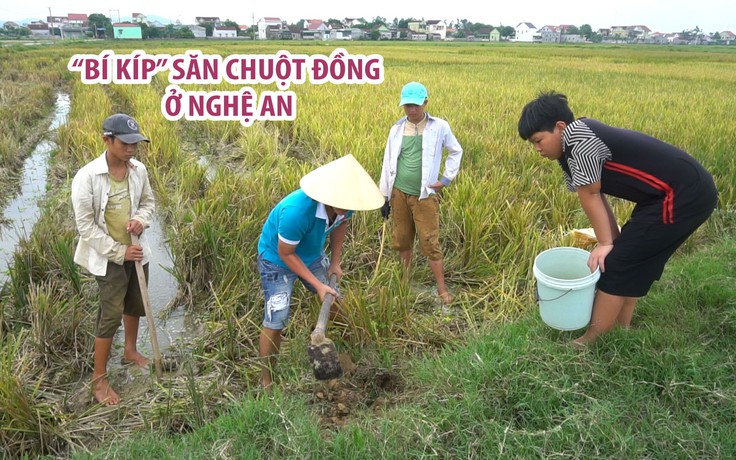 Theo chân thợ săn chuột đồng ở Nghệ An