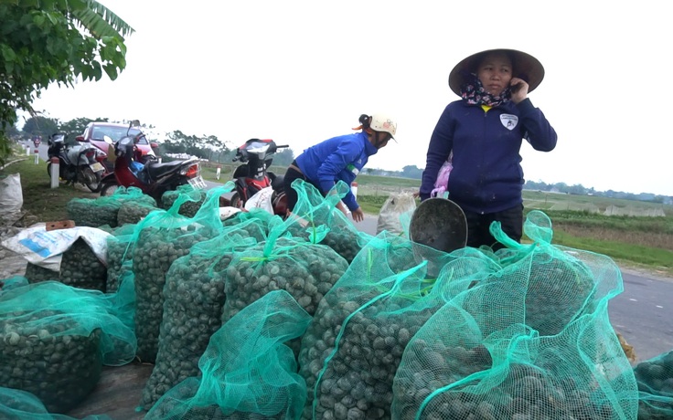 Bắt “con ngoại lai”, nông dân Hà Tĩnh vừa có tiền tiêu vừa bảo vệ mùa màng