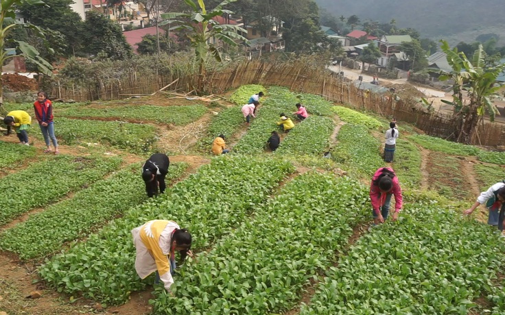 Học sinh miền núi trồng rau bên cổng trường để tự cải thiện bữa ăn