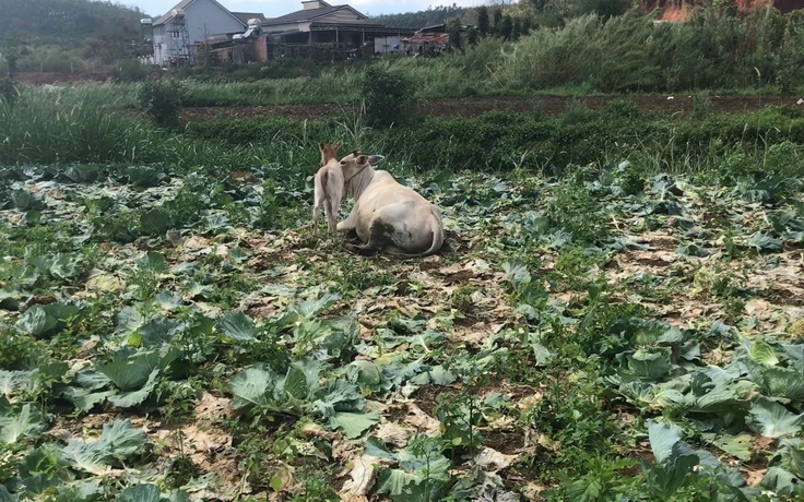 Giá rau “rẻ như cho”, nông dân chán nản đành vứt cho bò ăn