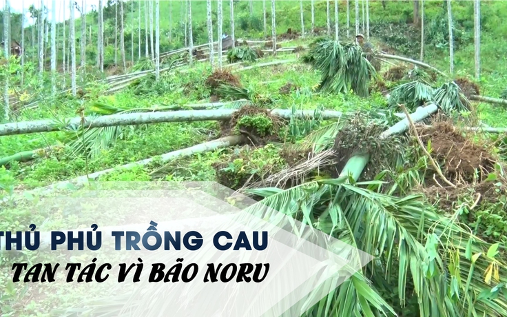 Xót xa vì bão Noru quật tan tác "thủ phủ trồng cau" ở Quảng Ngãi