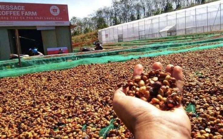 Giá cà phê khó lường như thế nào? Giá cà phê khó lường như thế nào?