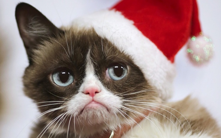 Grumpy Cat tiếp tục 'sống' nhờ trí tuệ nhân tạo