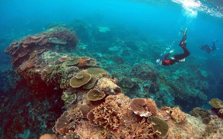 San hô chết kỉ lục ở rạn san hô kỳ quan thiên nhiên thế giới