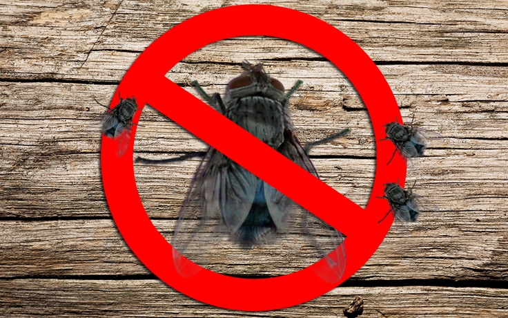 Mẹo vặt: 3 cách giúp bạn đuổi ruồi trong nhà hiệu quả