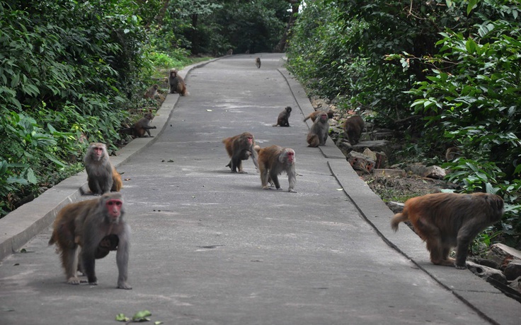 [VIDEO] Thăm đảo có ngàn con khỉ chết để cứu người giữa Bái Tử Long
