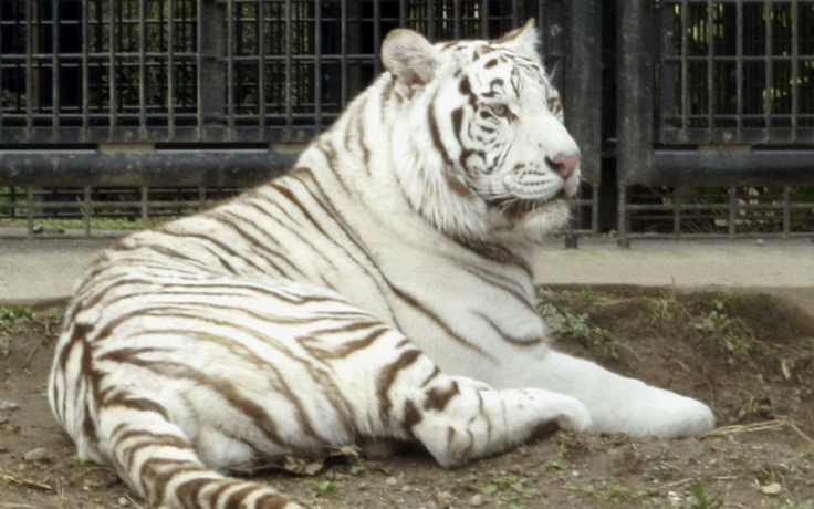 Hổ trắng vồ chết nhân viên sở thú ở Nhật Bản