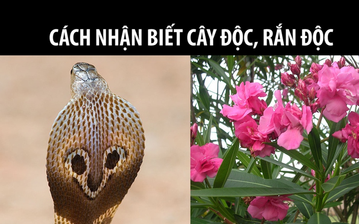 Người thành phố đi tìm hiểu cây độc, rắn độc