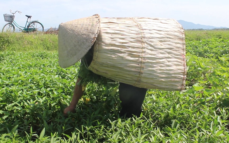 Độc đáo làng nghề 200 tuổi đan áo từ lá ở Hà Tĩnh