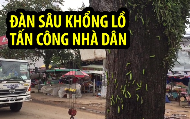 Kinh hoàng: Đàn sâu khổng lồ tấn công nhà dân ở Bình Dương
