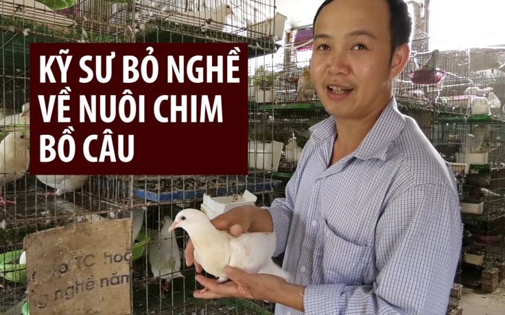 Kỹ sư bỏ nghề về quê nuôi chim bồ câu kiếm thu nhập 'khủng'