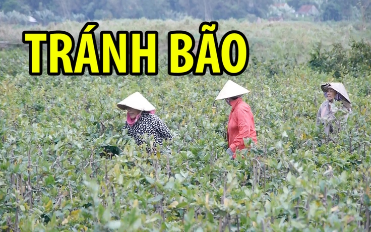 Giải cứu mai trước cơn bão lớn