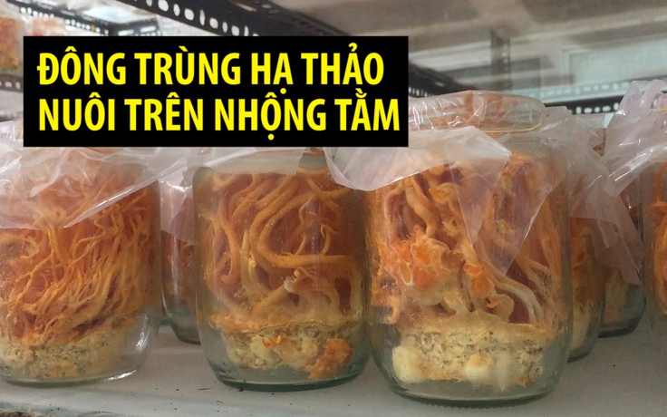 Nuôi đông trùng hạ thảo trên nhộng tằm giá 80 triệu đồng/kg