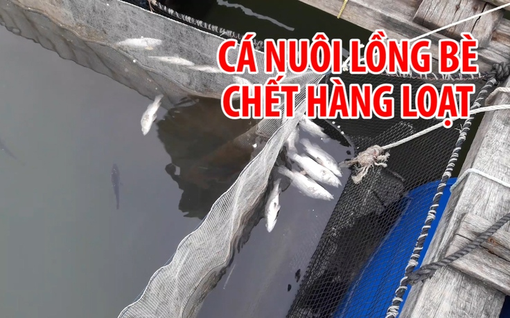 Cá nuôi lồng bè ở nhiều sông tại Bà Rịa – Vũng Tàu chết hàng loạt