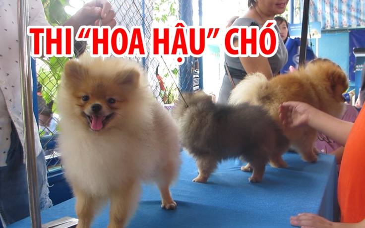 Hào hứng xem thi “hoa hậu” chó ở miền Tây