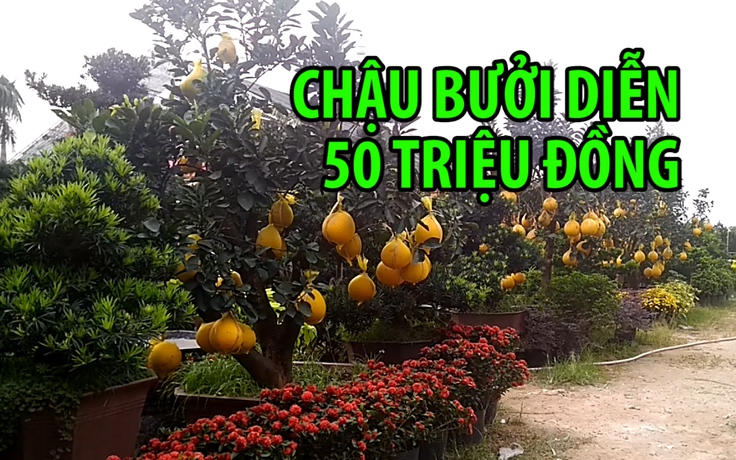 Độc đáo chậu bưởi Diễn 50 triệu đồng vàng rực trên đại lộ Sài Gòn