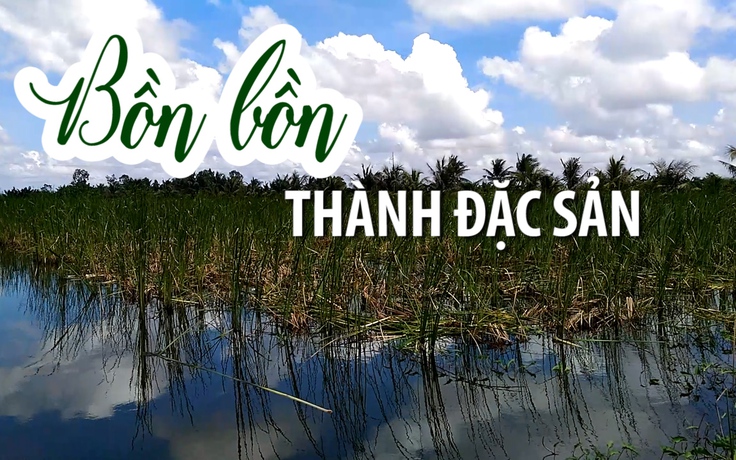 Bồn bồn – Từ cây dại thành đặc sản mang lại thu nhập khủng