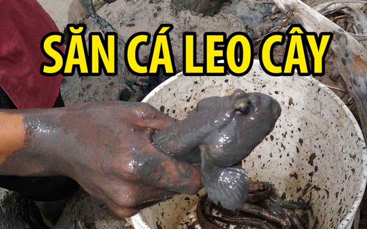 ​Theo chân thợ săn loài cá “leo cây” kỳ lạ nhất hành tinh