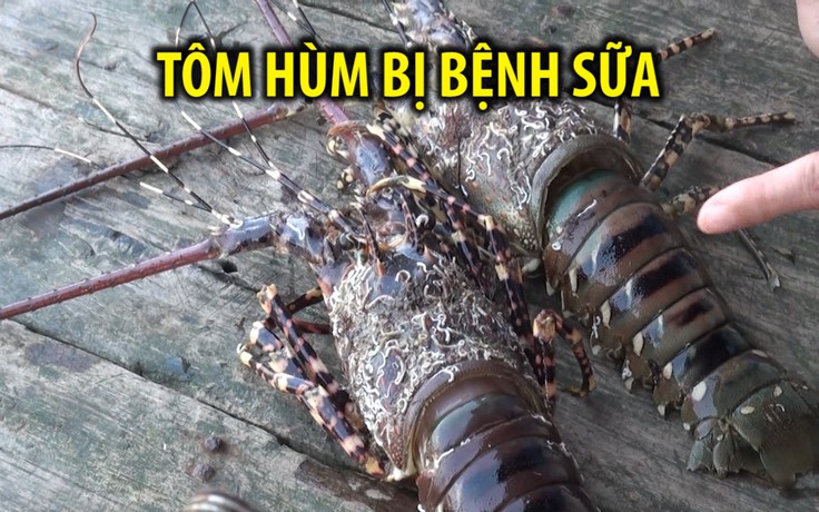 Khốn đốn vì tôm hùm bị bệnh sữa