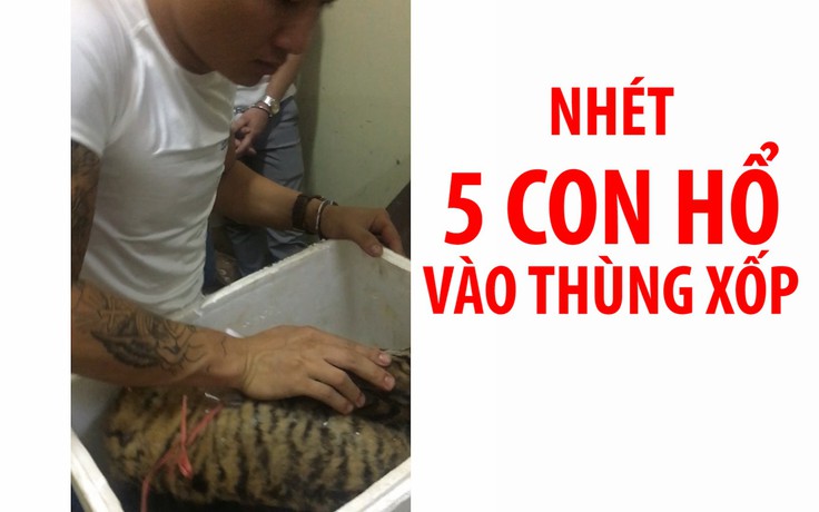 Nhét 5 con hổ vào trong thùng xốp, vẫn không thoát được công an