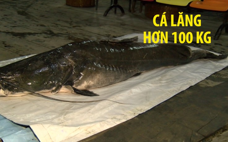 Bắt được cá lăng cực "khủng" nặng hơn 100 kg trên sông Tiền