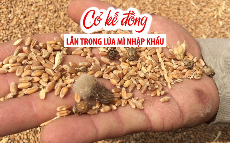 Chặn đứng cỏ kế đồng lẫn trong lúa mì nhập khẩu vào Việt Nam
