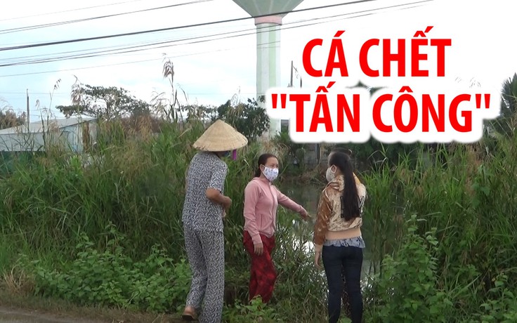 Bỗng nhiên hàng chục bao cá chết “tấn công” khu dân cư