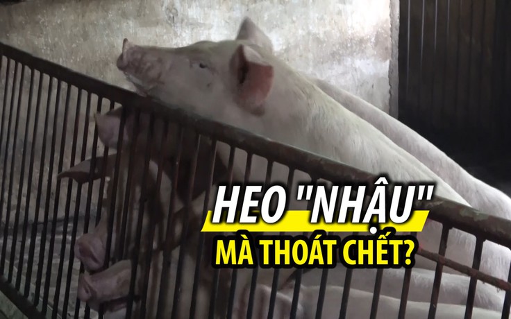 Có hay không chuyện heo “nhậu” hèm rượu mà thoát dịch tả lợn châu Phi?