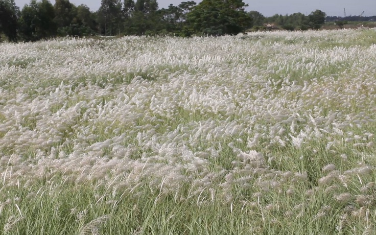 Cánh đồng cỏ lau phủ trắng ở Hội An gây sốt