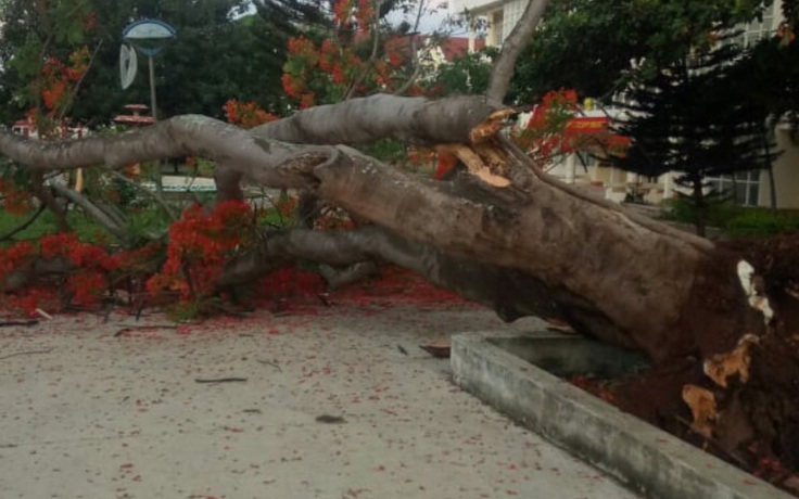 Thêm trường hợp cây phượng bật gốc ngã đổ trong sân trường