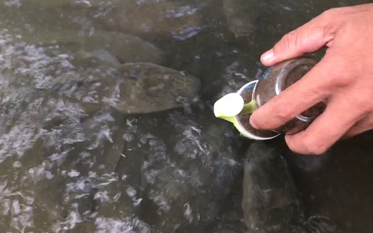Đàn cá lóc bay bú bình độc đáo của nông dân miền Tây