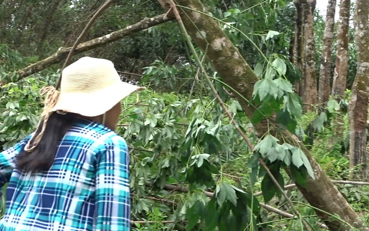 Đau xót rừng cao su xứ Huế đổ như ngả rạ sau 20 phút bão càn