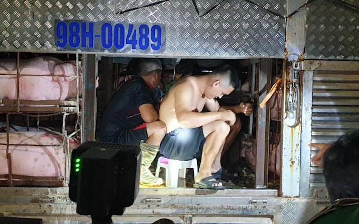 4 người trốn trong khoang xe chở lợn hòng “thông chốt” kiểm dịch Covid-19 ở Quảng Ninh