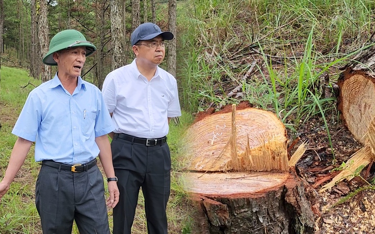 Vụ triệt hạ rừng thông 3 lá ở Đà Lạt: yêu cầu lập chuyên án điều tra
