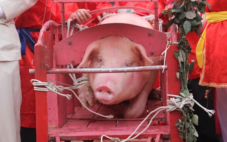 Video: Rợn người lễ hội chém lợn đẫm máu làng Ném Thượng