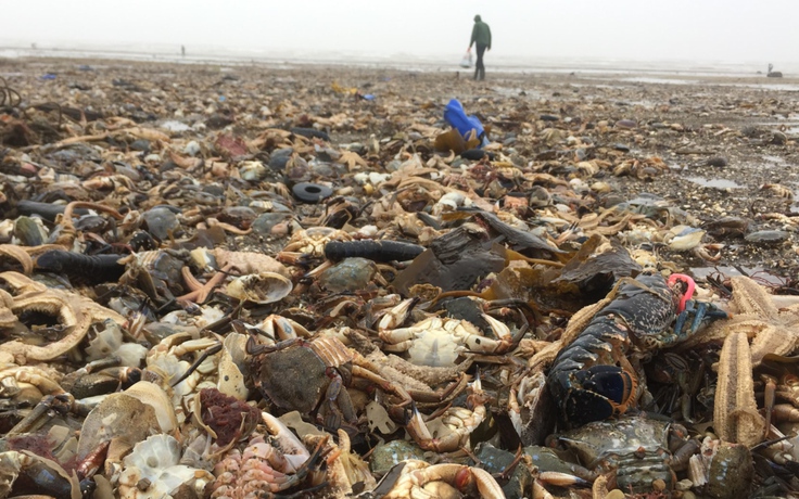 'Bạt ngàn' sao biển, tôm, cá chết phủ kín bãi biển nước Anh