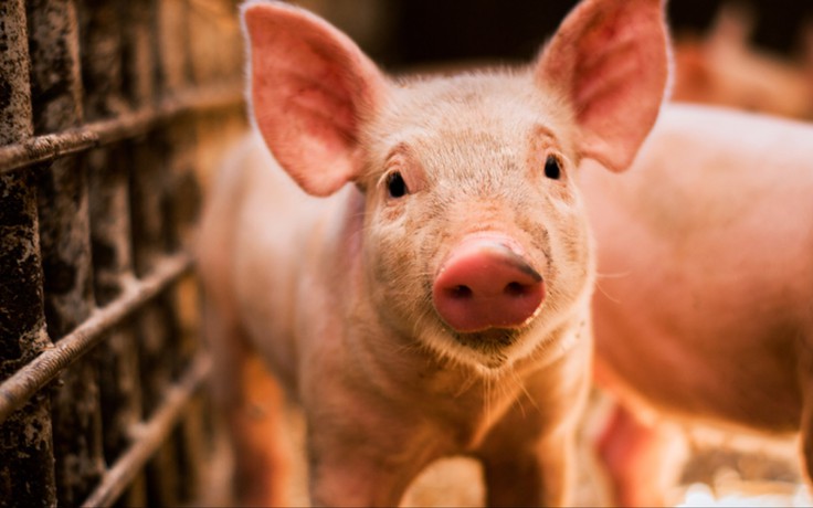'Khách sạn' nuôi lợn ở Trung Quốc gây lo ngại dịch bệnh