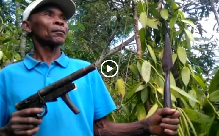 Giá vani tăng mạnh, nông dân Madagascar phải mua súng bảo vệ mùa màng