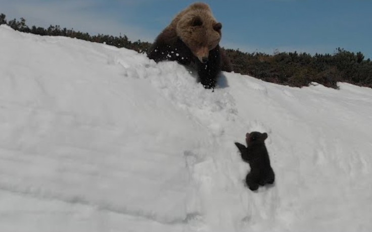 Clip 'gấu con vượt núi tuyết đến với mẹ' vì sao gây tranh cãi?