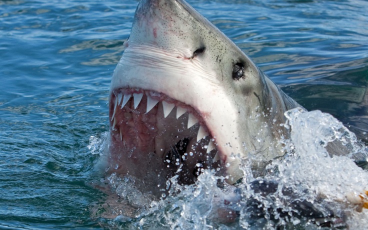 Tiểu bang Mỹ hạn chế tắm biển sau vụ cá mập trắng cắn chết người